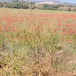 Da Falésia, O Estúdio Da Aldeia Acoteias