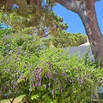 Da Falesia, O Estudio Da Aldeia Acoteias