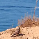 Apartamento Da Falesia, O Estudio Da Aldeia Acoteias Albufeira