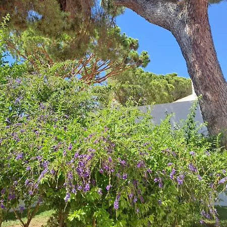 Da Falesia, O Estudio Da Aldeia Acoteias