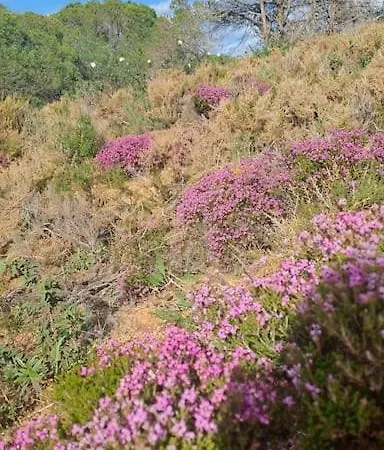 Da Falesia, O Estudio Da Aldeia Acoteias