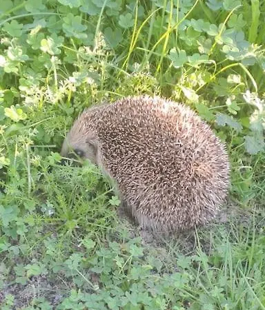 Da Falesia, O Estudio Da Aldeia Acoteias *