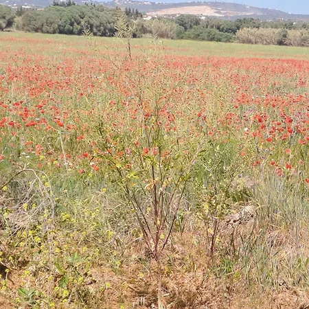 Da Falesia, O Estudio Da Aldeia Acoteias