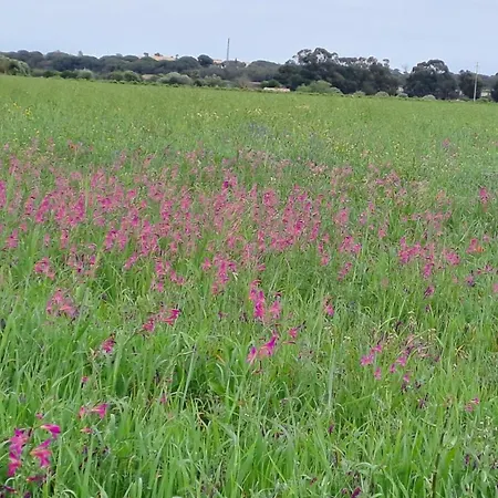 Da Falesia, O Estudio Da Aldeia Acoteias