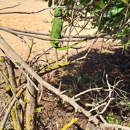 Apartamento Da Falesia, O Estudio Da Aldeia Acoteias