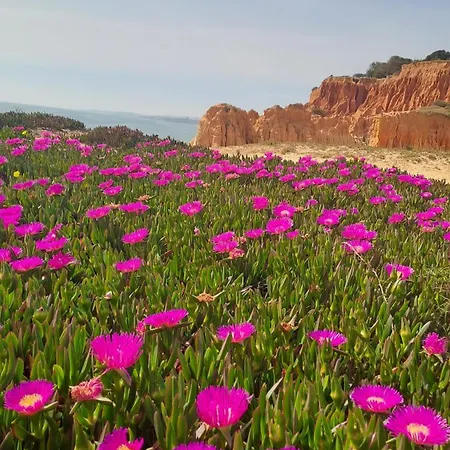 Da Falesia, O Estudio Da Aldeia Acoteias