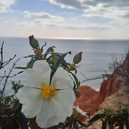 Da Falesia, O Estudio Da Aldeia Acoteias Apartamento