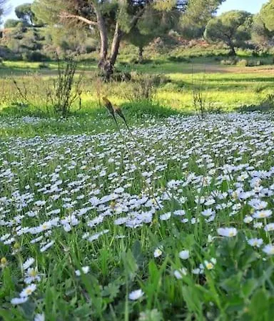 Da Falesia, O Estudio Da Aldeia Acoteias アパート